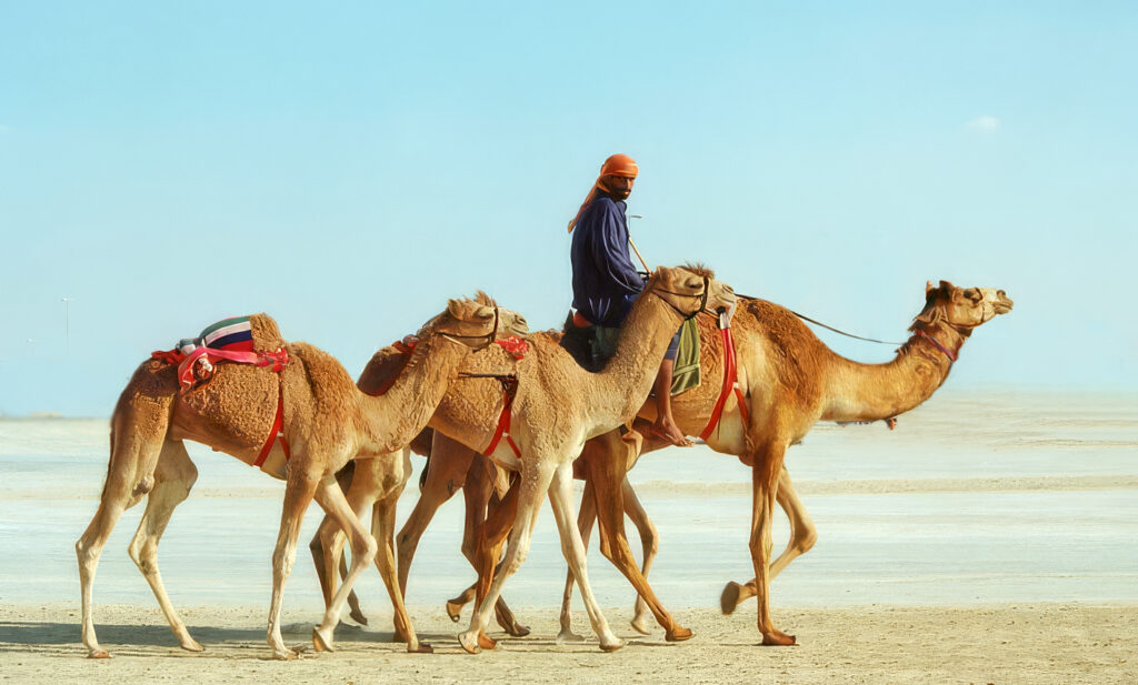 Camel Karawane,Dubai Fotography Rüdiger Schulze